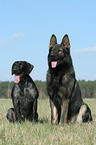 sitting German Shepherd