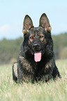 German Shepherd on meadow