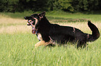 running German Shepherd