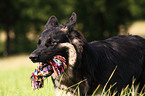 German Shepherd Portrait