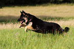 running German Shepherd