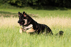 running German Shepherd