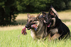 German Shepherds