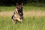 running German Shepherd