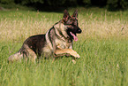 running German Shepherd