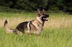 running German Shepherd