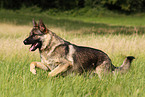 running German Shepherd