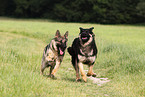 German Shepherds