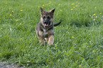 german shepherd puppy