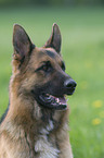 german shepherd portrait