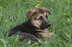 german shepherd puppy