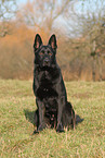 German Shepherd