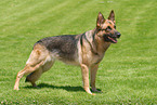 standing German Shepherd