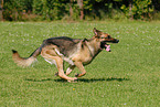 running German Shepherd