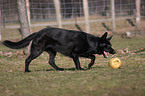 playing black German Shepherd