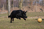 playing black German Shepherd