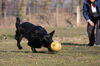 playing black German Shepherd