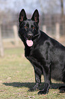 black German Shepherd