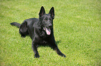 black German Shepherd