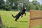 black German Shepherd