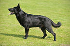 black German Shepherd