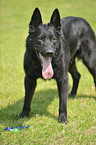 black German Shepherd