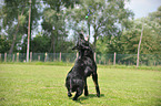 black German Shepherd