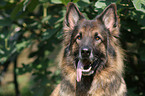 German Shepherd Portrait