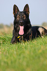 German Shepherd