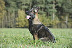 young German Shepherd