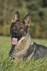 German Shepherd