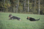 playing German Shepherds