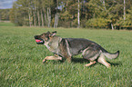 playing German Shepherd