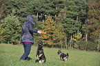 playing German Shepherds