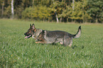 German Shepherd