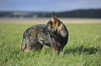 young German Shepherd