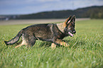 young German Shepherd