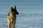 bathing German Shepherd