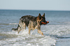 playing German Shepherd