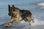 running German Shepherd