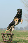 jumping German Shepherd