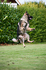 playing German Shepherd