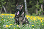 sitting German Shepherd