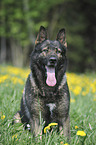 sitting German Shepherd