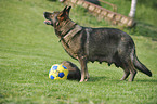 German Shepherds