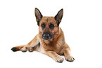 lying German Shepherd