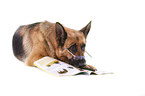 lying German Shepherd