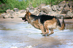 running German Shepherd