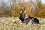 young German Shepherd