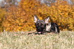 young German Shepherd